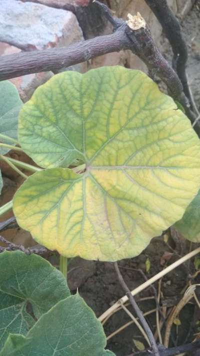 Calcium Deficiency - Pumpkin