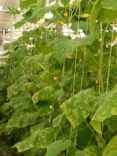 Cucumber Mosaic Virus - Cucumber