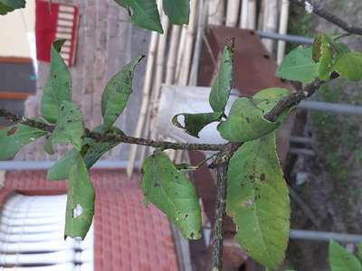 Black Citrus Aphid - Citrus