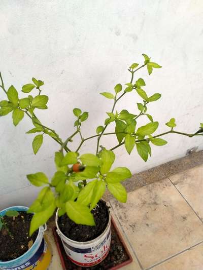 Nitrogen Deficiency - Capsicum & Chilli