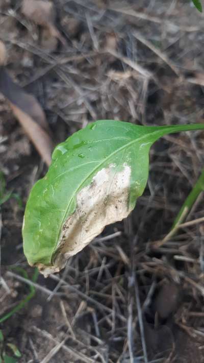 Fertilizer Burn - Capsicum & Chilli