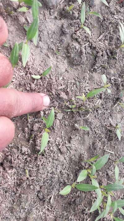 Black Cutworm - Capsicum & Chilli