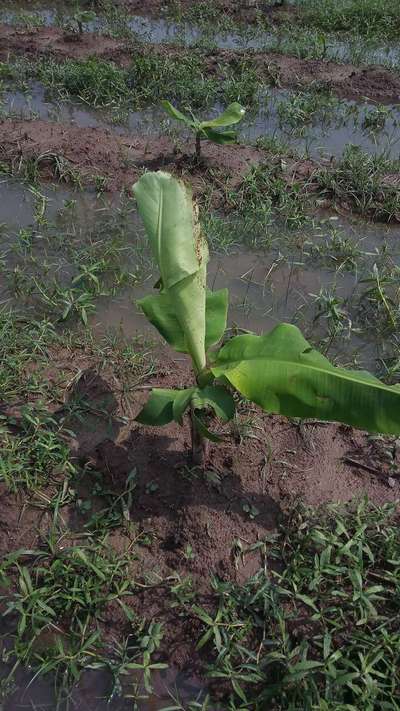 Black Cutworm - Banana