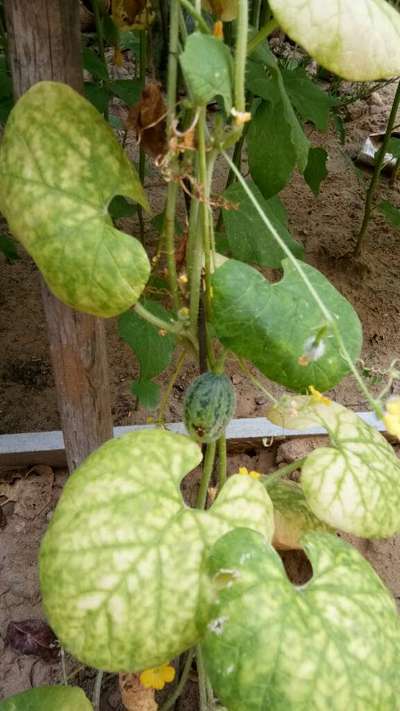 Melon Fruit Fly - Cucumber