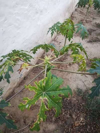 Potassium Deficiency - Papaya