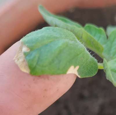 Whiteflies - Tomato