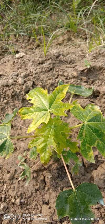 Potassium Deficiency - Papaya