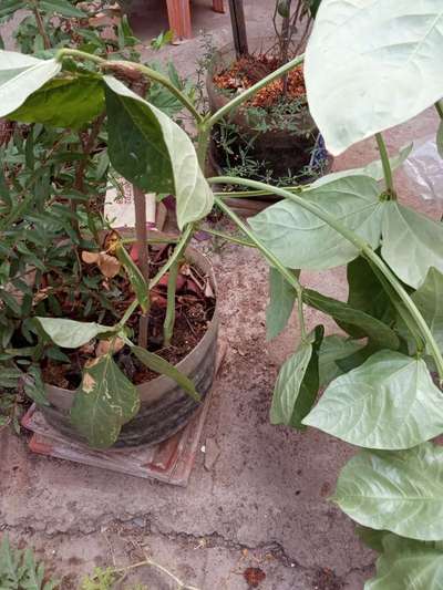 Leaf Miner Flies - Capsicum & Chilli