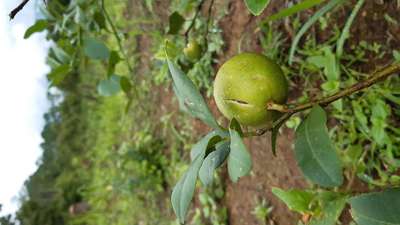 Boron Deficiency - Citrus