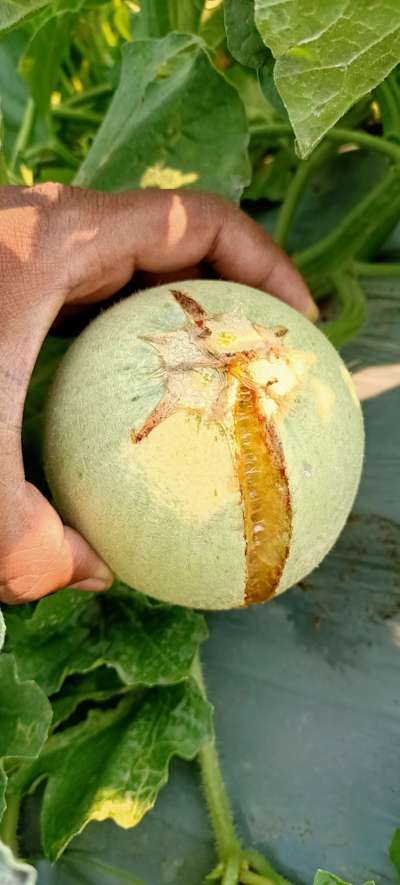 ಹಣ್ಣಿನಲ್ಲಿ ಬಿರುಕು - ಸಿಟ್ರಸ್ (ನಿಂಬೆ, ಕಿತ್ತಳೆ ಹಾಗು ಇತರ ನಿಂಬೆ ಜಾತಿ ಬೆಳೆಗಳು)