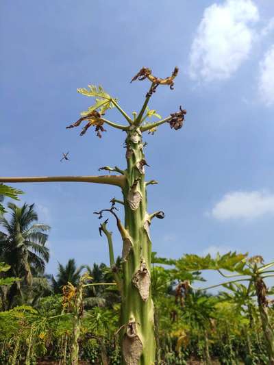 Papaya Fruit Fly - Papaya