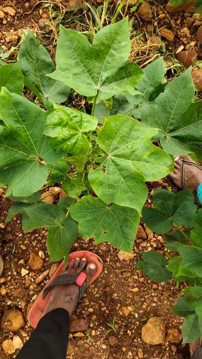 Tobacco Caterpillar - Cotton