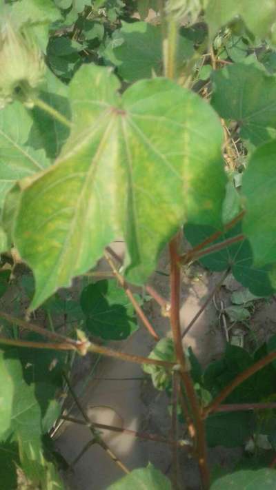 Cotton Leafhopper Jassids - Cotton