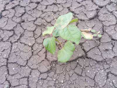 Alternaria Leaf Spot of Cotton - Cotton