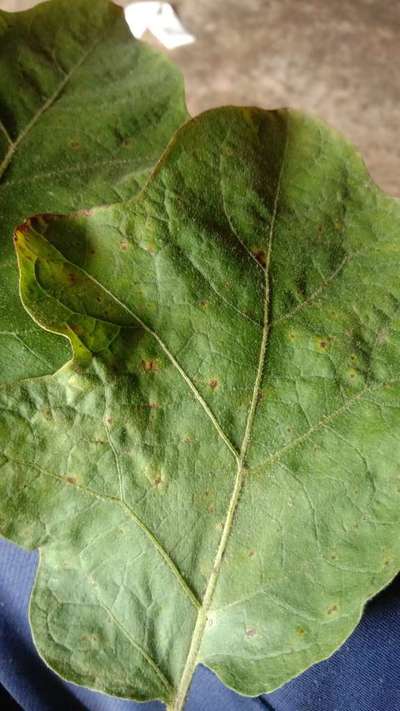 Cercospora Leaf Spot of Eggplant - Brinjal