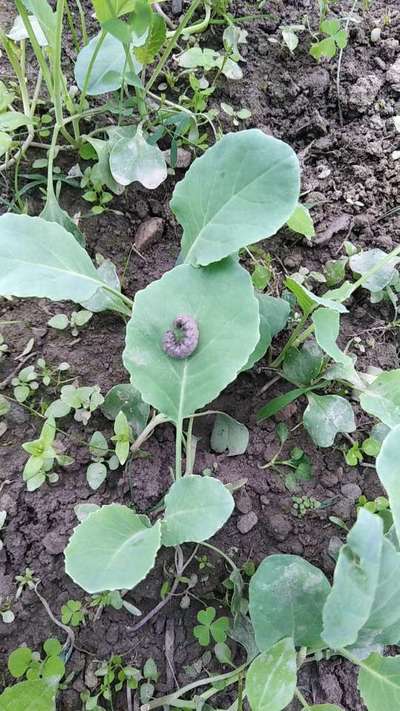 Black Cutworm - Cauliflower