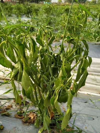 Bacterial Wilt - Capsicum & Chilli