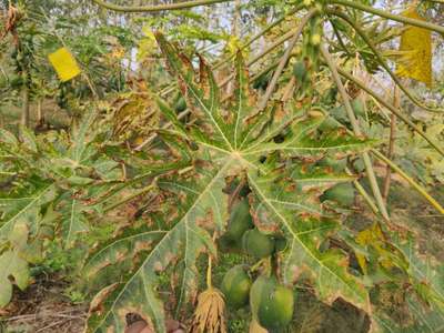 Potassium Deficiency - Papaya