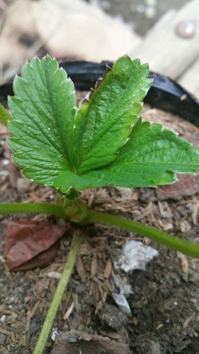 Calcium Deficiency - Strawberry