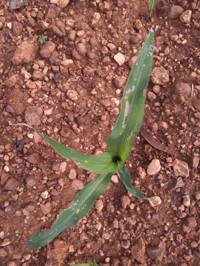 ಮೆಗ್ನೀಸಿಯಮ್ ಕೊರತೆ - ಮೆಕ್ಕೆ ಜೋಳ