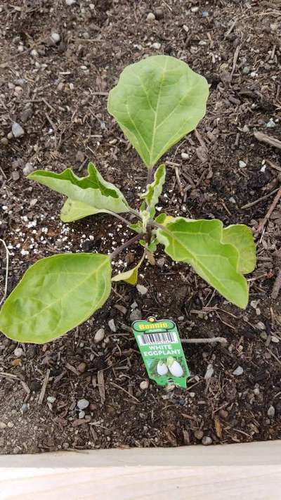 Thrips - Brinjal