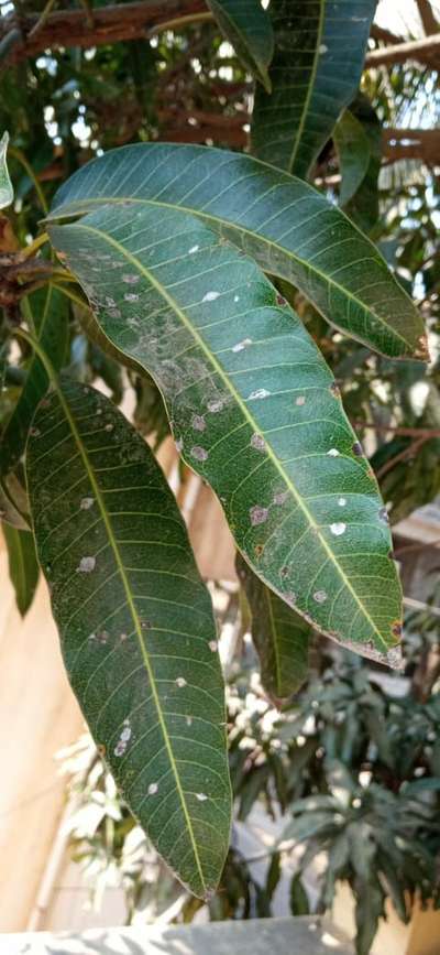 White spots on Mango tree leaves | Community | Plantix