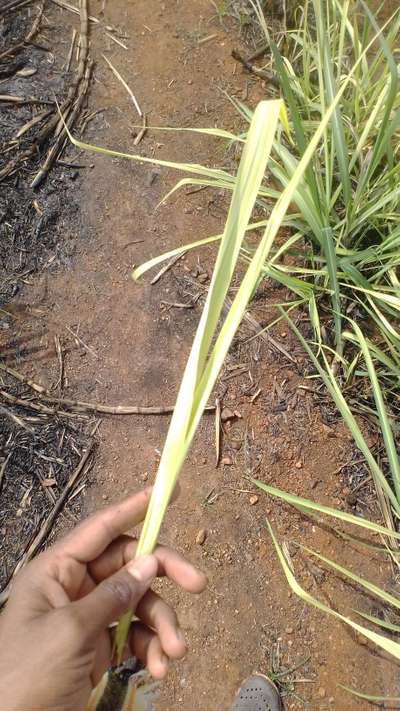 Nitrogen Deficiency - Sugarcane