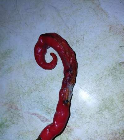 Bacterial Soft Rot of Pepper - Capsicum & Chilli