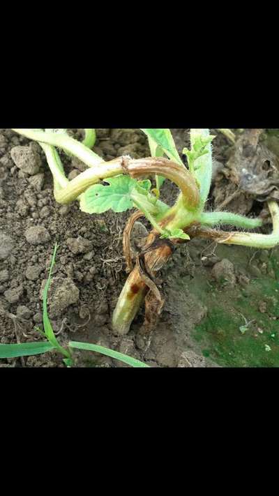 Foot and Collar Rot - Melon