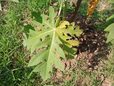 Iron Deficiency - Papaya