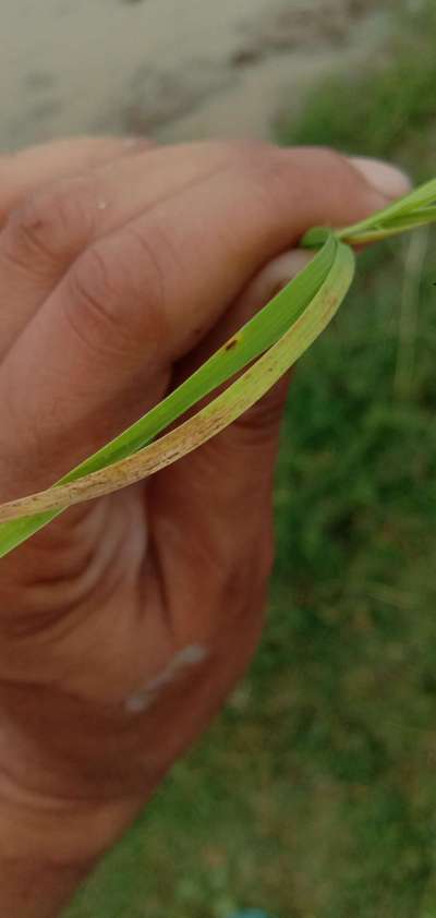 Brown Spot of Rice - Rice