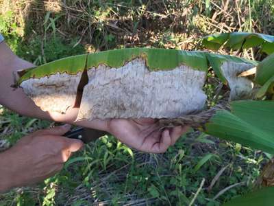 Mancha-de-cordana - Banana