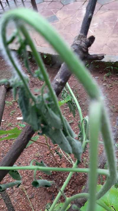 Damping-Off of Seedlings - Tomato