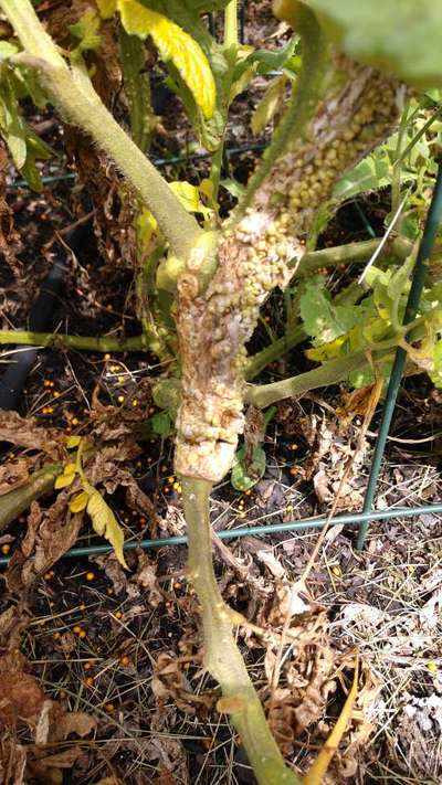 Mealybug - Tomato