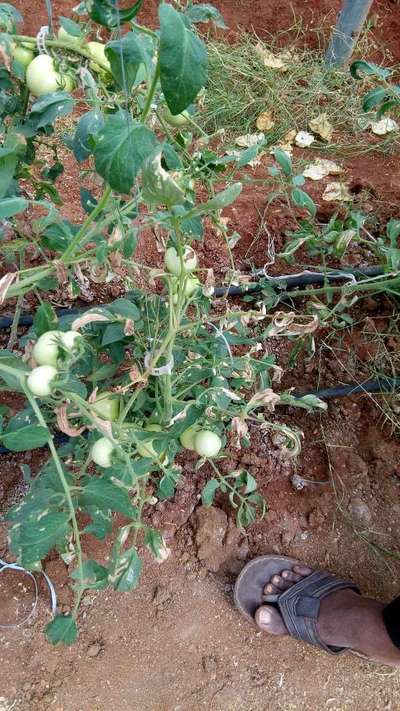 Broad Mite - Tomato