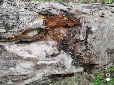 Fruit Tree Canker - Apple