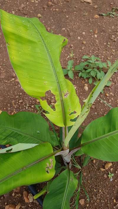 A tool to cut banana bunches from the stem : r/oddlysatisfying