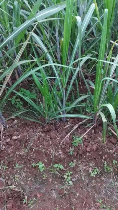 Phosphorus Deficiency - Sugarcane