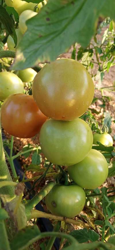 ಹೆಲಿಕೋವರ್ಪಾ ಕ್ಯಾಟರ್ ಪಿಲ್ಲರ್ - ಟೊಮೆಟೊ