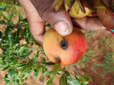 Pomegranate Fruit Borer - Pomegranate