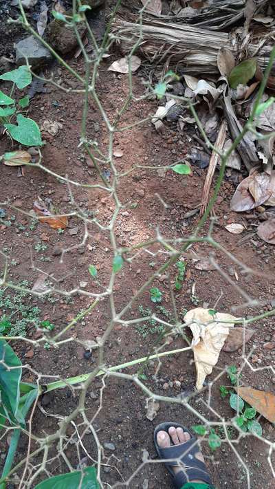 Fusarium Wilt - Capsicum & Chilli