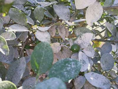 Powdery Mildew - Citrus