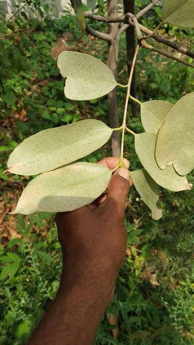 Citrus Hindu Mite - Citrus