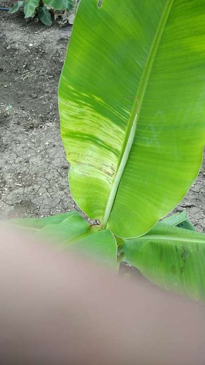 Calcium Deficiency - Banana