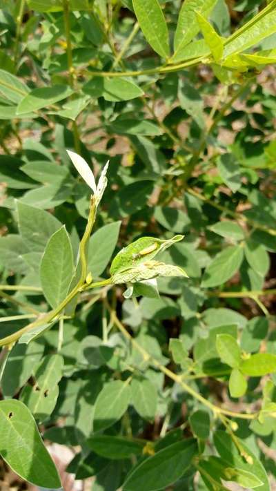 Bihar Hairy Caterpillar - Pigeon Pea & Red Gram