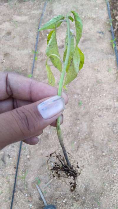 Slugs and Snails - Capsicum & Chilli