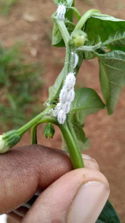 ಮಿಲಿಬಗ್ - ದಪ್ಪ ಮೆಣಸಿನಕಾಯಿ & ಮೆಣಸಿನಕಾಯಿ