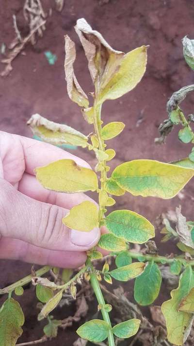 Fusarium Wilt - Potato