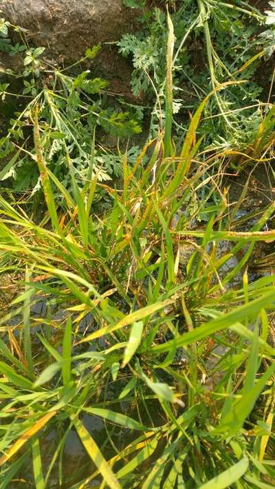 Stackburn of Rice - వరి