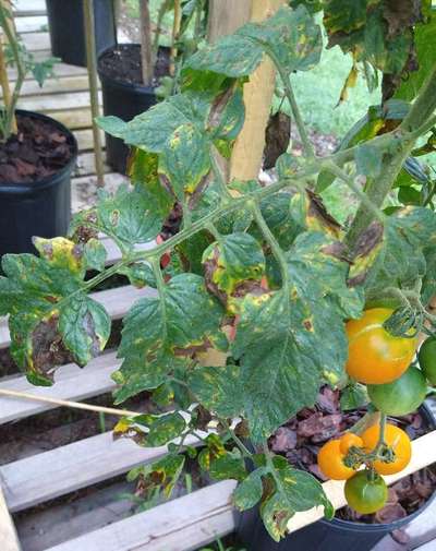 Tomato Late Blight - Tomato